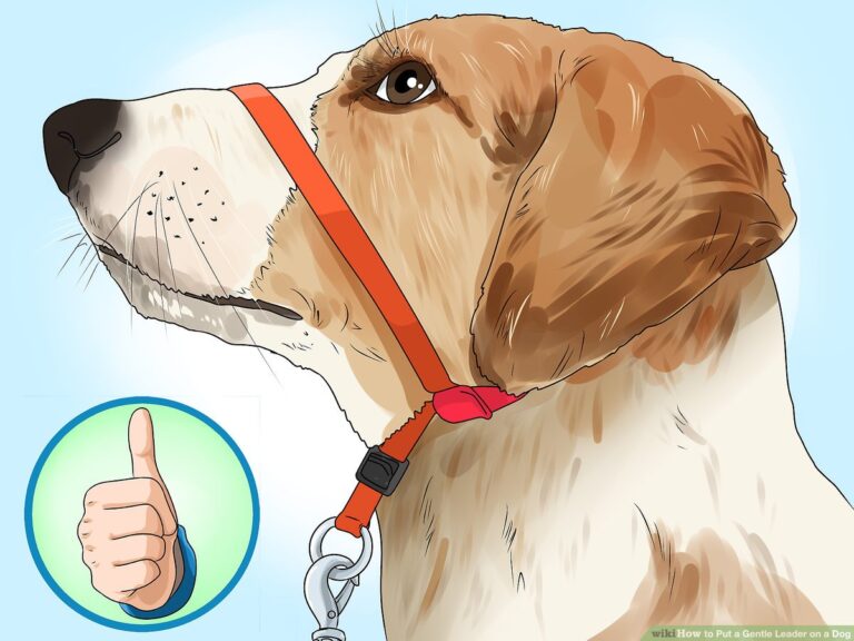 How to Put a Gentle Leader on a Dog