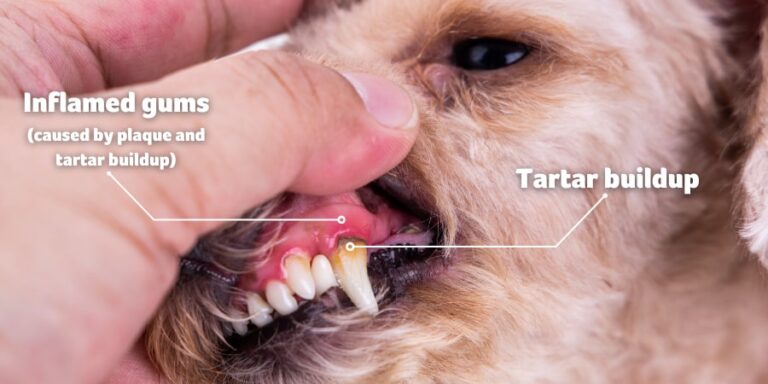 How to Remove Plaque from a Dog'S Teeth