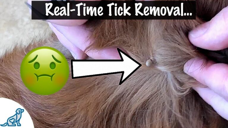 How to Safely Remove a Tick from a Dog