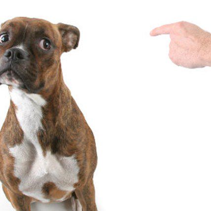 How to Stop a Dog Fight With One Finger