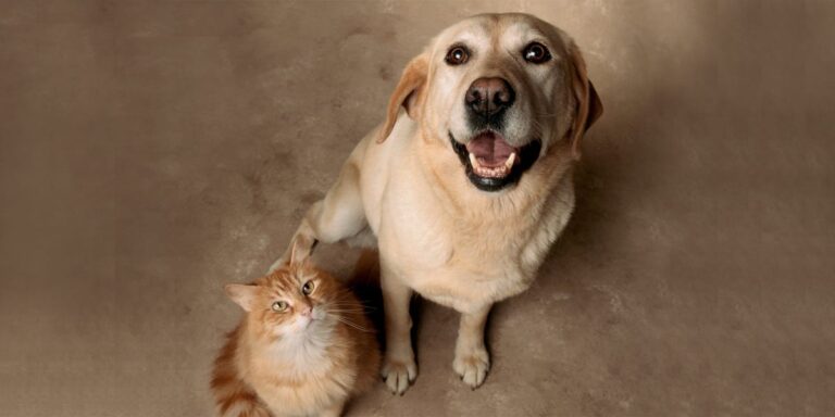 How to Stop a Dog from Fixating on a Cat