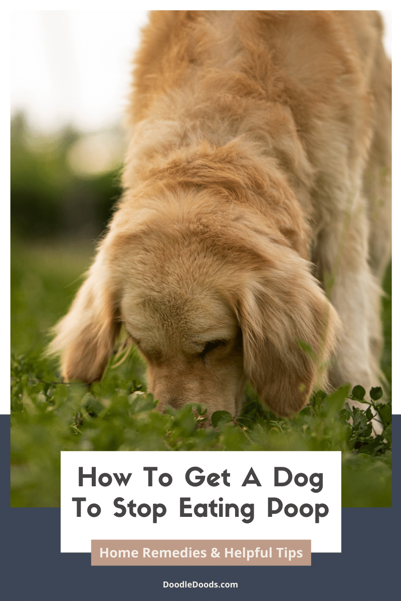 How To Stop Dog From Eating Cat Poop Home Remedies Dog Show TV