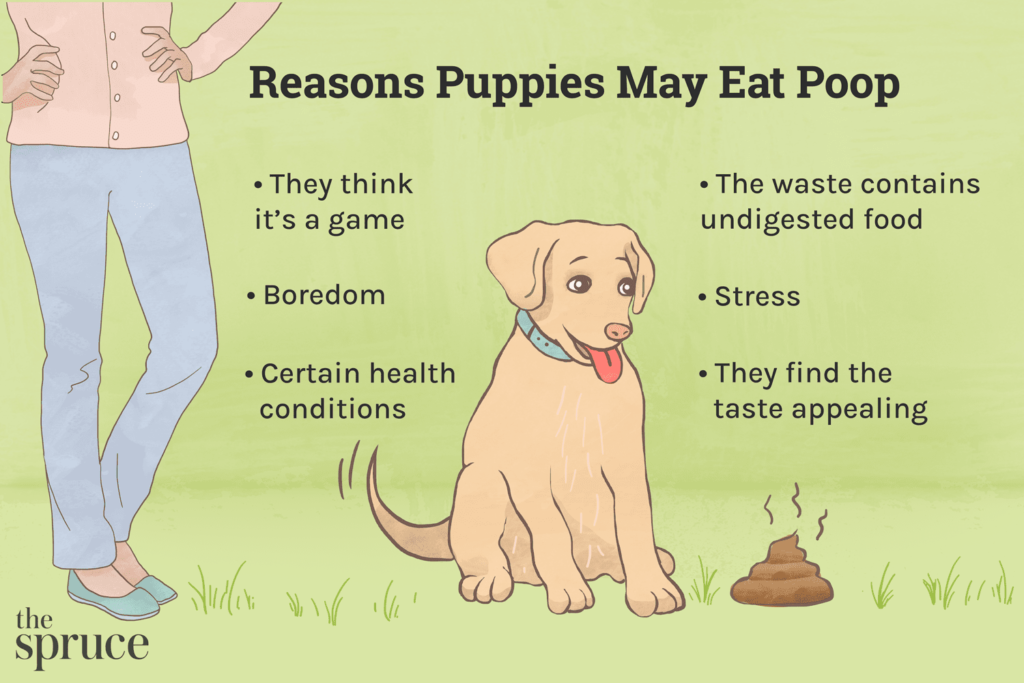How to Stop Dogs from Eating Their Poop Home Remedy