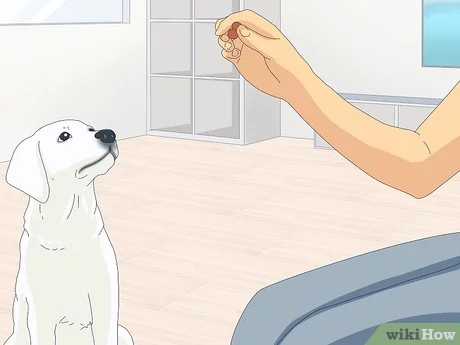 How to Stop Female Dog from Peeing on Bed