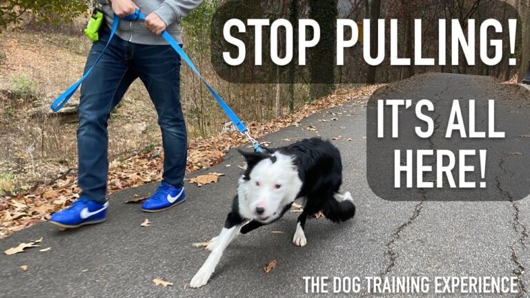 How to Stop Your Dog from Pulling on the Leash
