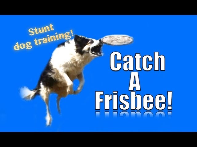 How to Teach a Dog to Catch a Frisbee