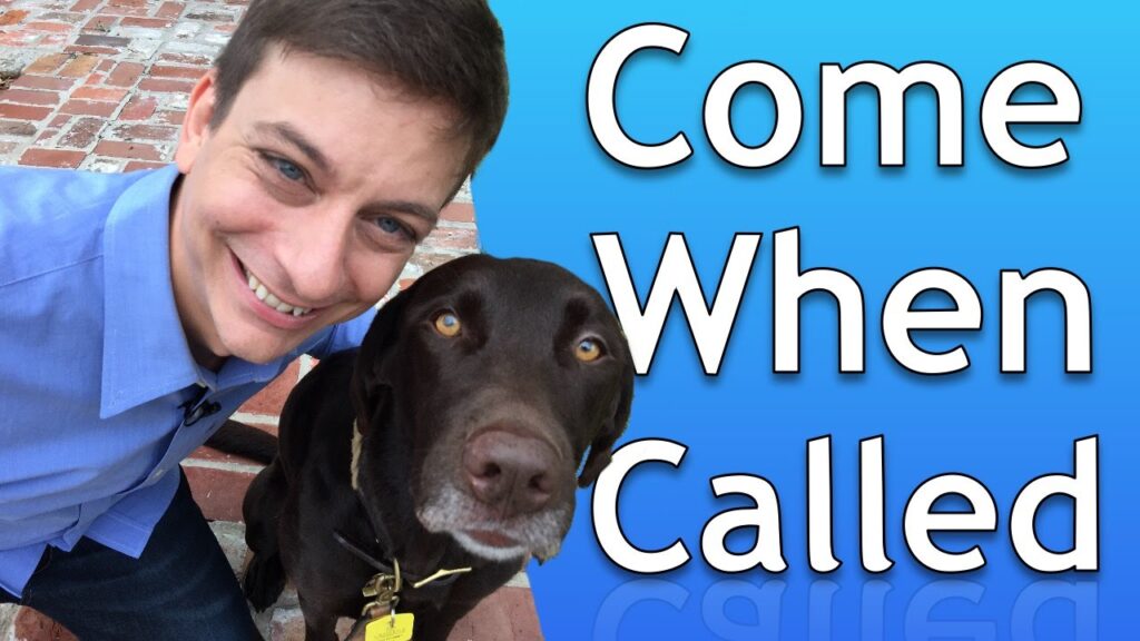 How to Teach a Dog to Come When Called