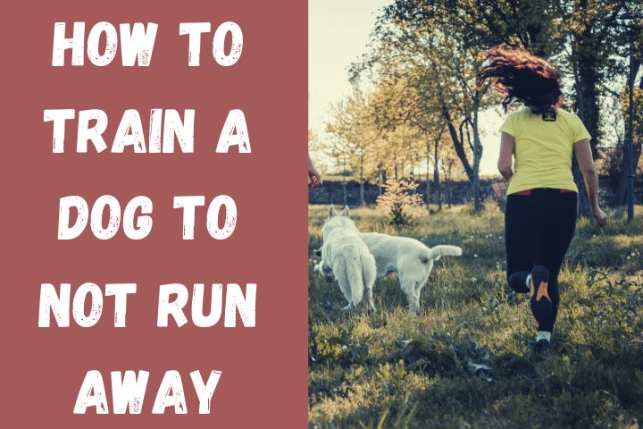 How to Train a Dog Not to Run Away