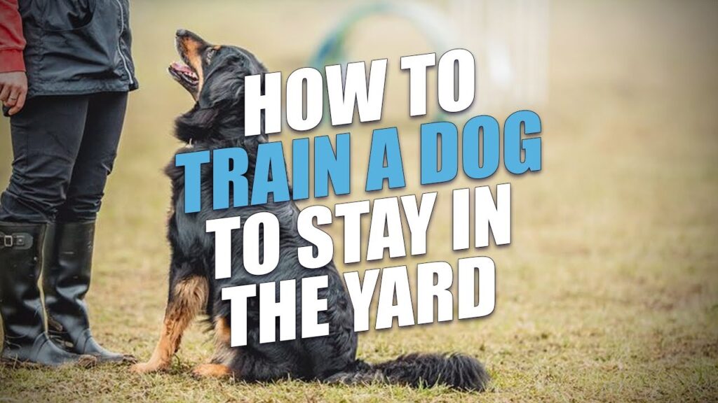 How to Train a Dog to Stay in the Yard