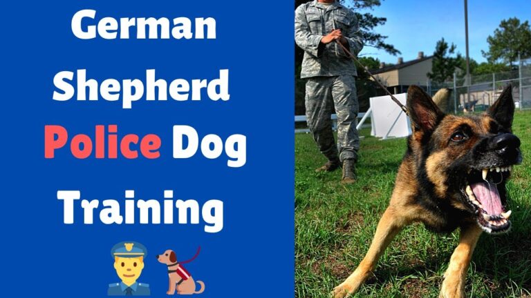 How to Train My German Shepherd Like a Police Dog
