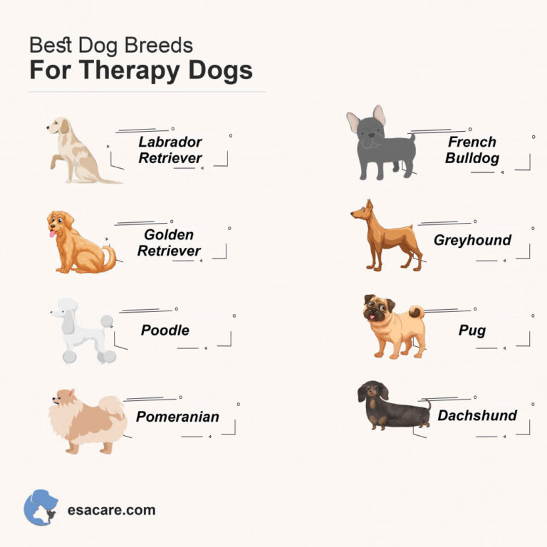 How to Train Your Dog to Be a Therapy Dog