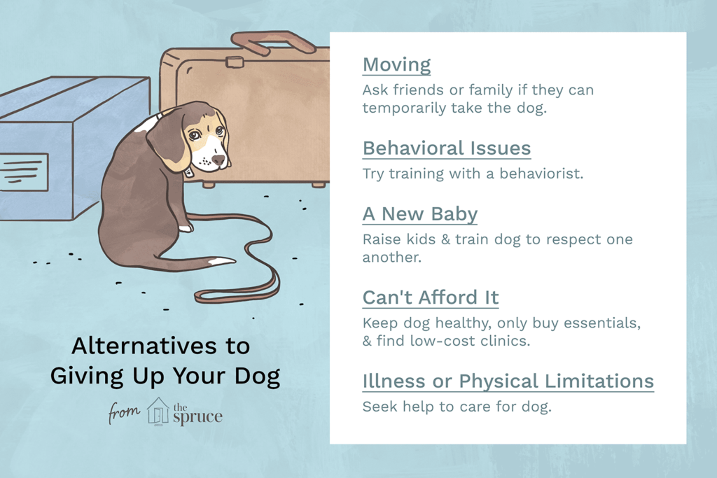 I Can'T Take Care of My Dog Anymore