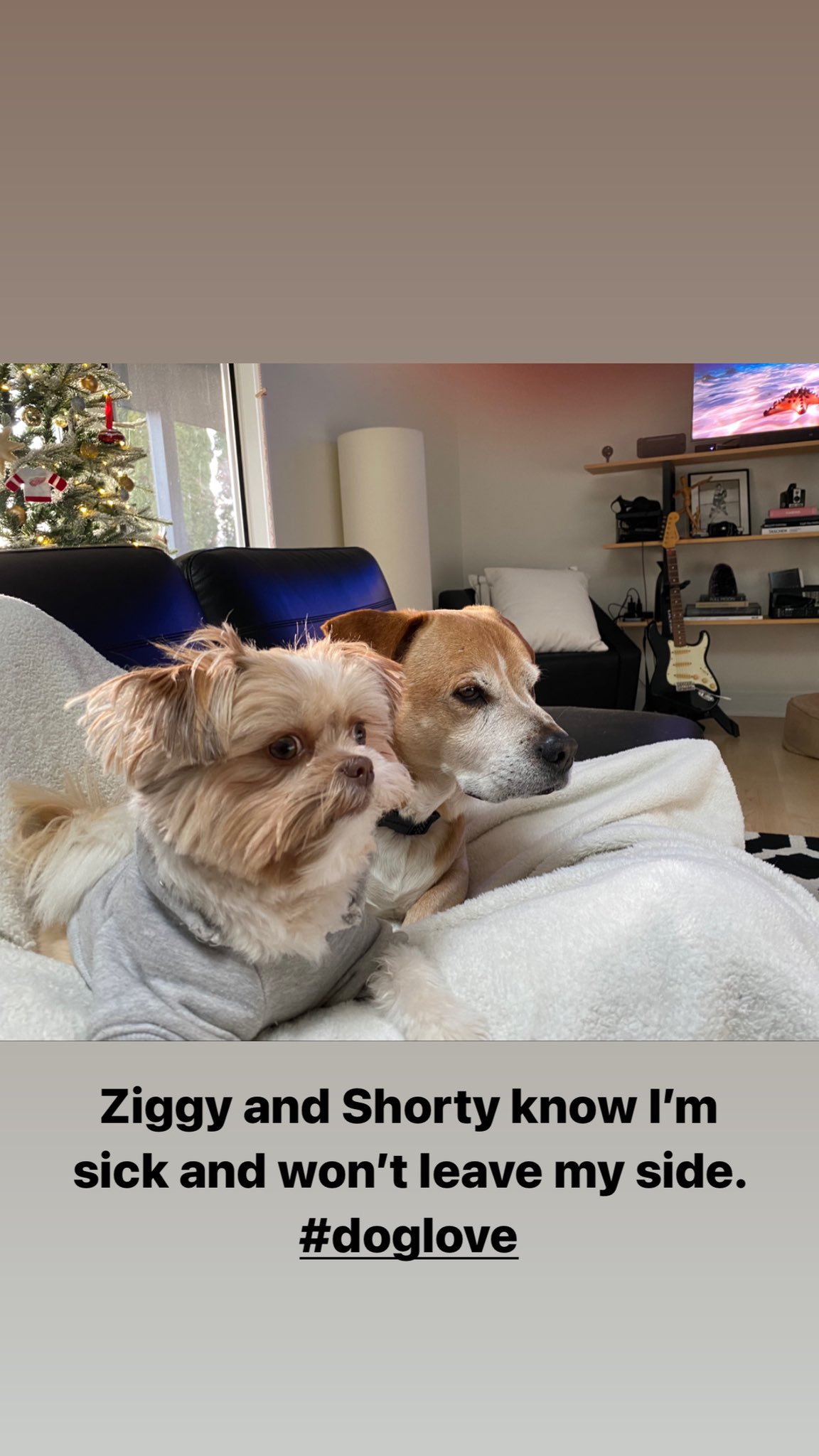 I'M Sick And My Dog Won'T Leave My Side