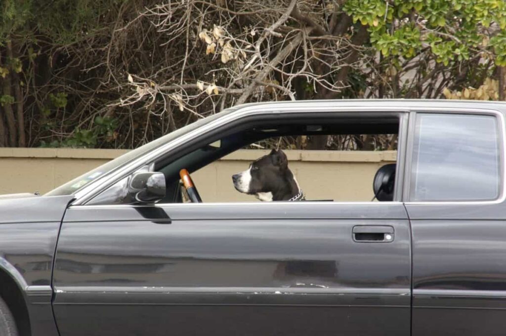 Is It Illegal to Leave a Dog in a Car