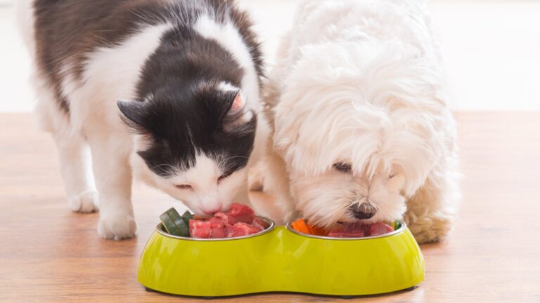 Is It Okay for Dogs to Eat Cat Food