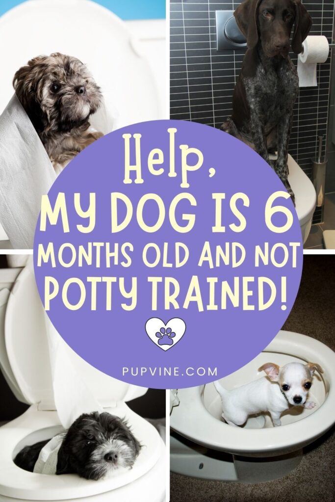 My Dog is 6 Months Old And Not Potty Trained