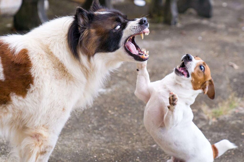 My Dog was Bitten by Another Dog But No Blood