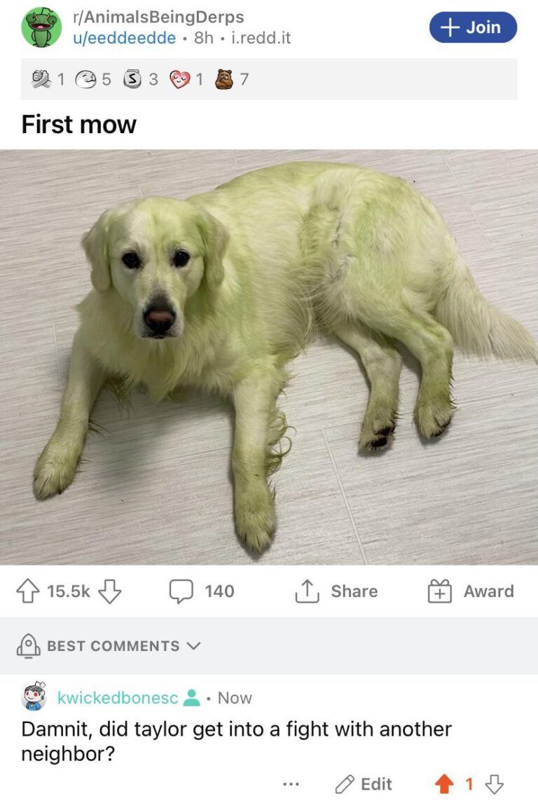 She Stole His Dog And Dyed It Key Lime Green