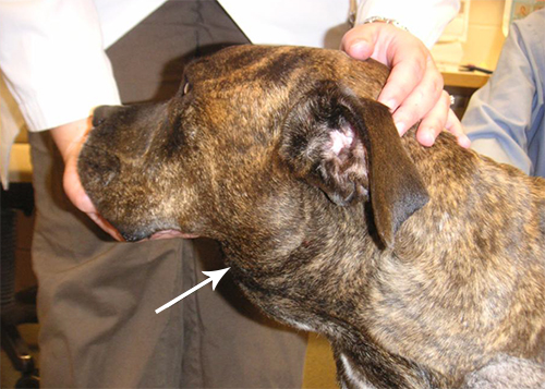 What are the First Signs of Lymphoma in Dogs