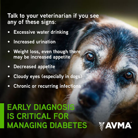 What are the Signs of Diabetes in a Dog