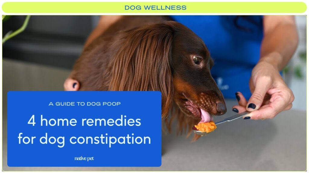 What Can I Give My Dog for Constipation Home Remedies