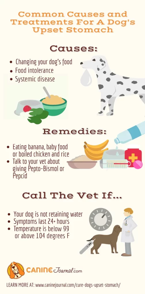 What Can I Give My Dog to Settle His Stomach