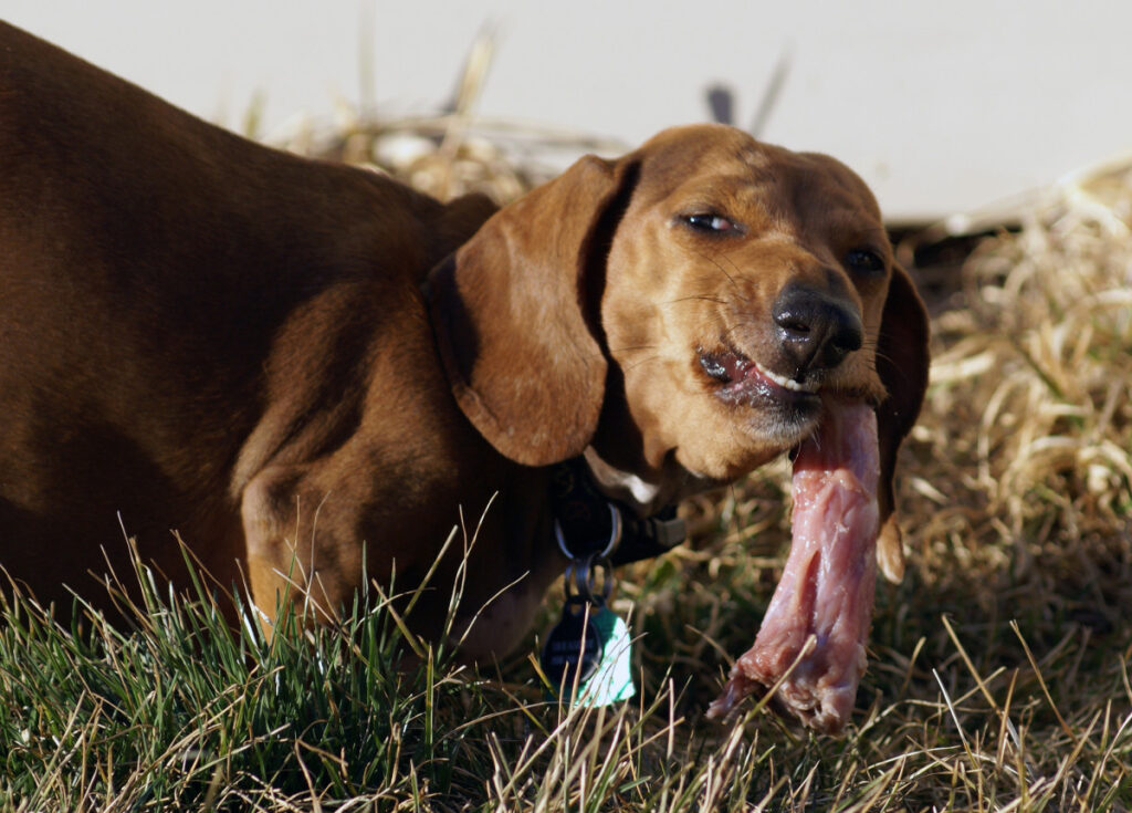 What Can I Put on My Dogs Dry Skin