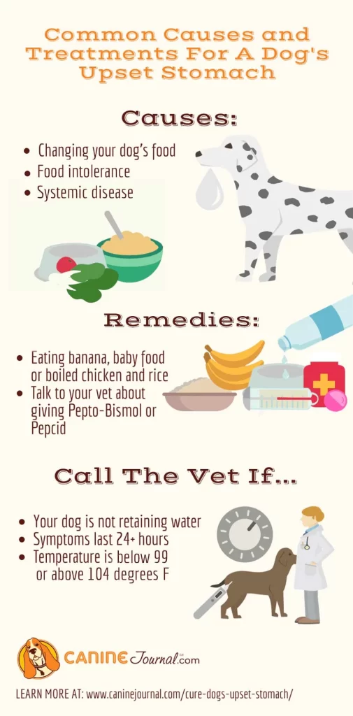 What Can You Give Your Dog for an Upset Stomach