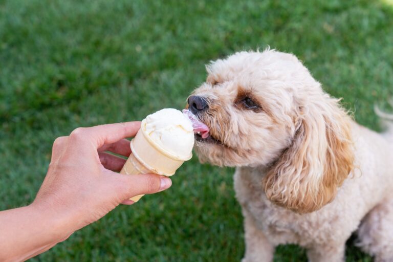 What Do I Do If My Dog Ate Ice Cream