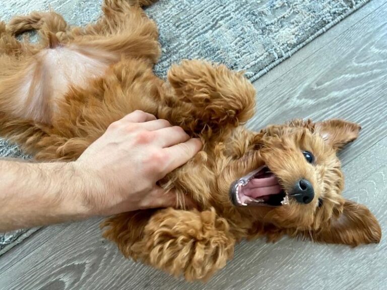 What Does a Belly Rub Feel Like to a Dog