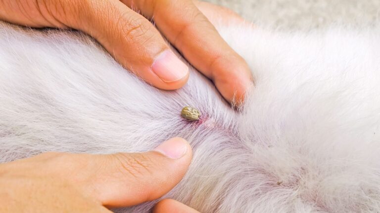 What Does a Tick Bite in a Dog Look Like