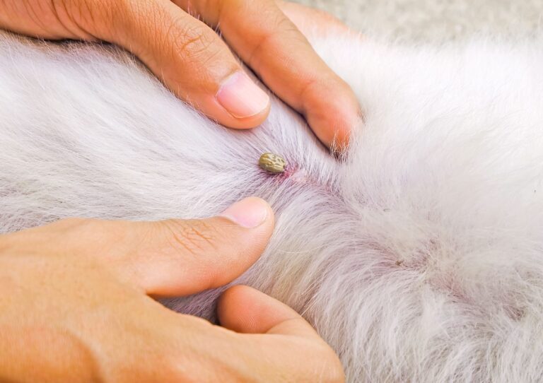 What Does an Embedded Tick on a Dog Look Like