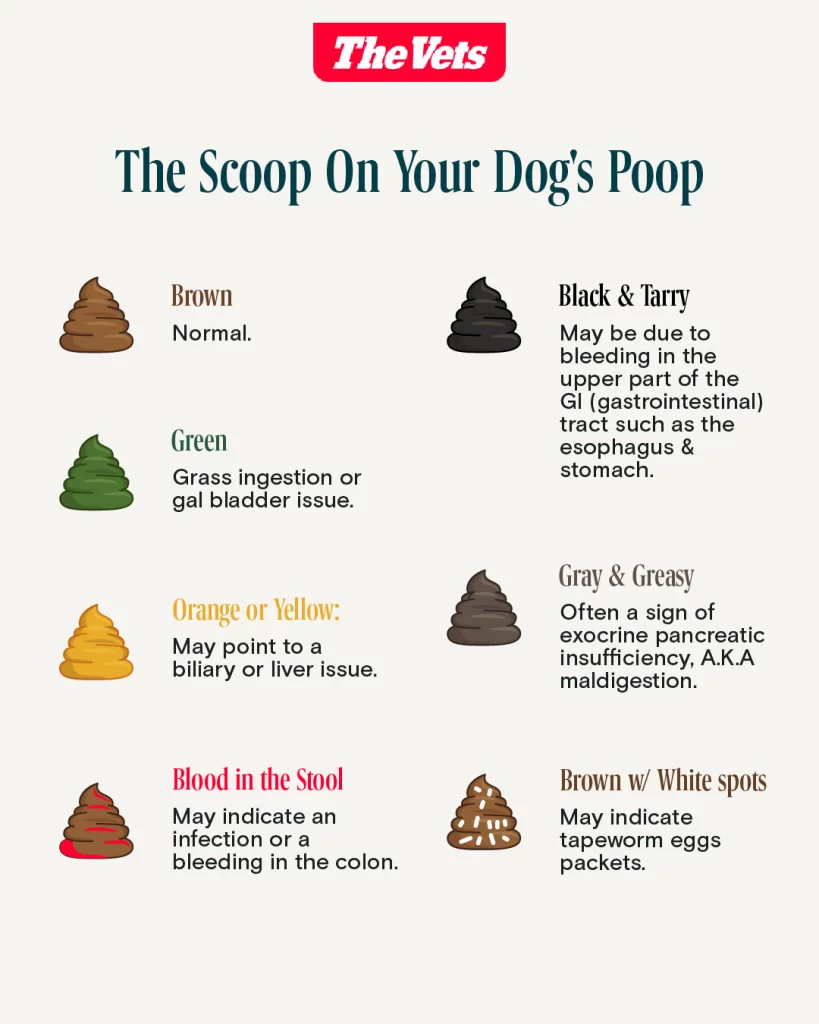 What Does It Mean If My Dog is Pooping Blood
