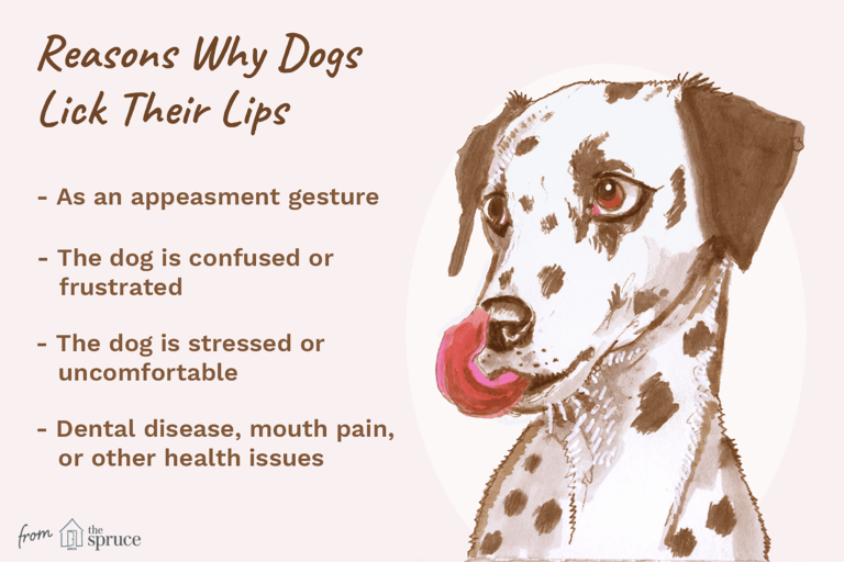 What Does It Mean When a Dog Licks Their Lips