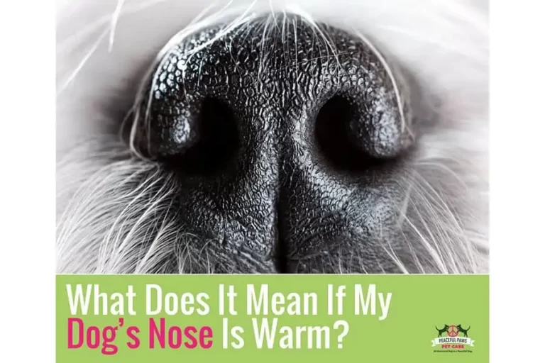What Does It Mean When a Dog'S Nose is Warm