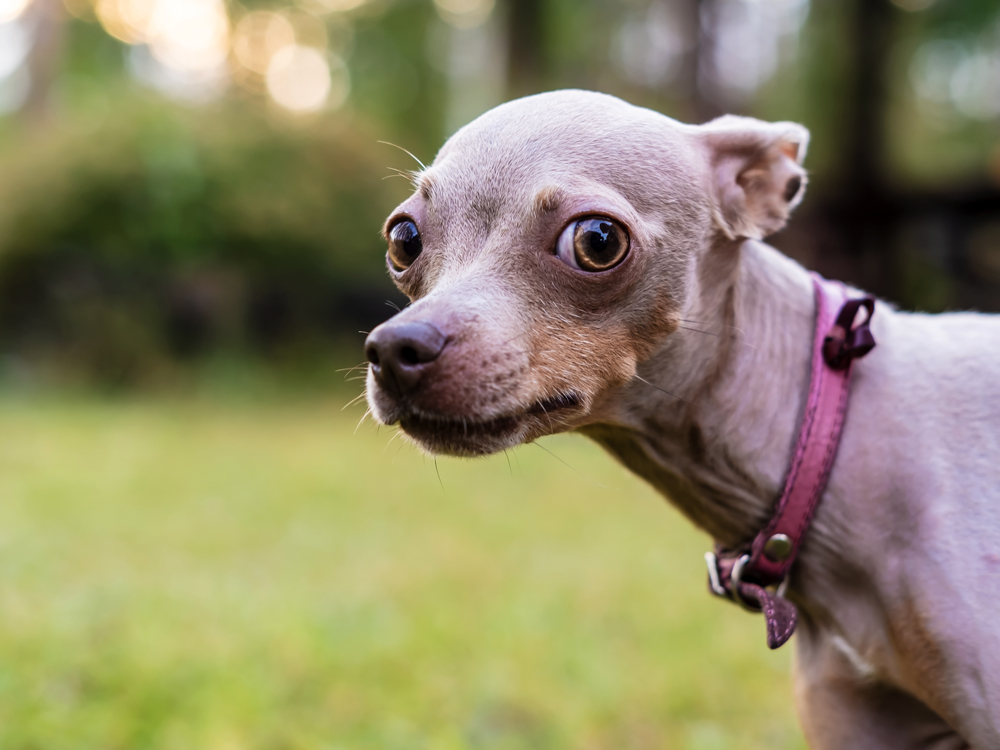 What Does It Mean When Dogs Put Their Ears Back