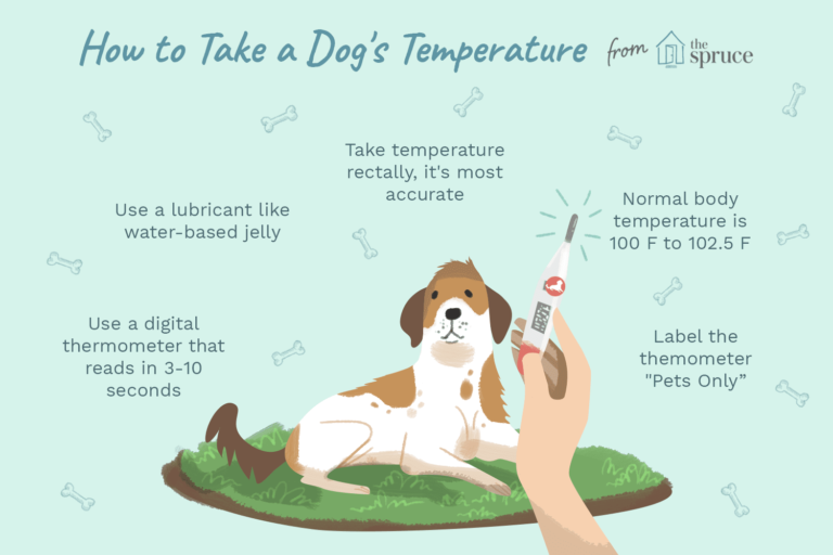 What is the Normal Body Temperature for a Dog