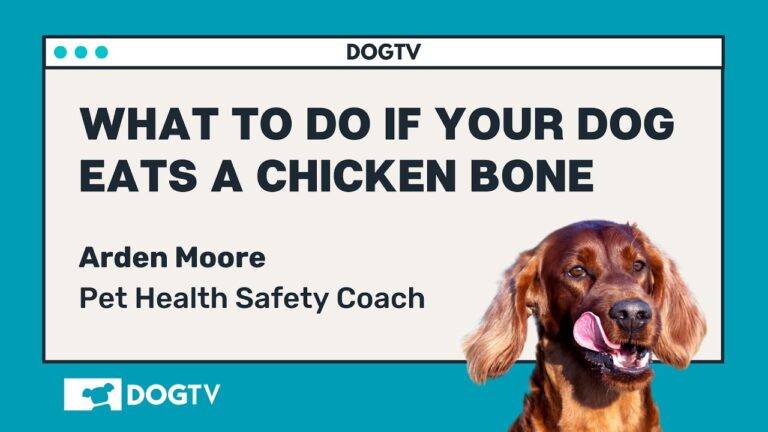 What to Do If a Dog Eats a Chicken Bone