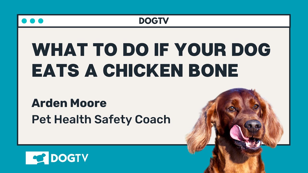 what-to-do-if-a-dog-eats-a-chicken-bone-dog-show-tv