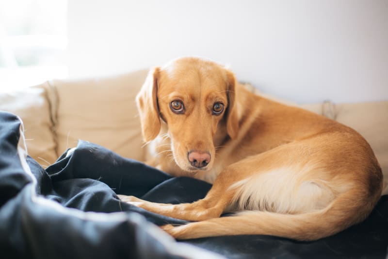 What to Do If My Dog Has a Fever