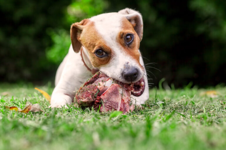 What to Do If Your Dog Eats Raw Meat