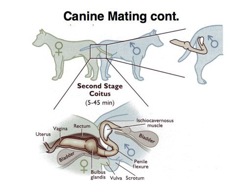 What to Expect from a Male Dog After Mating