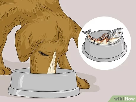 What to Feed a Sick Dog That Will Not Eat