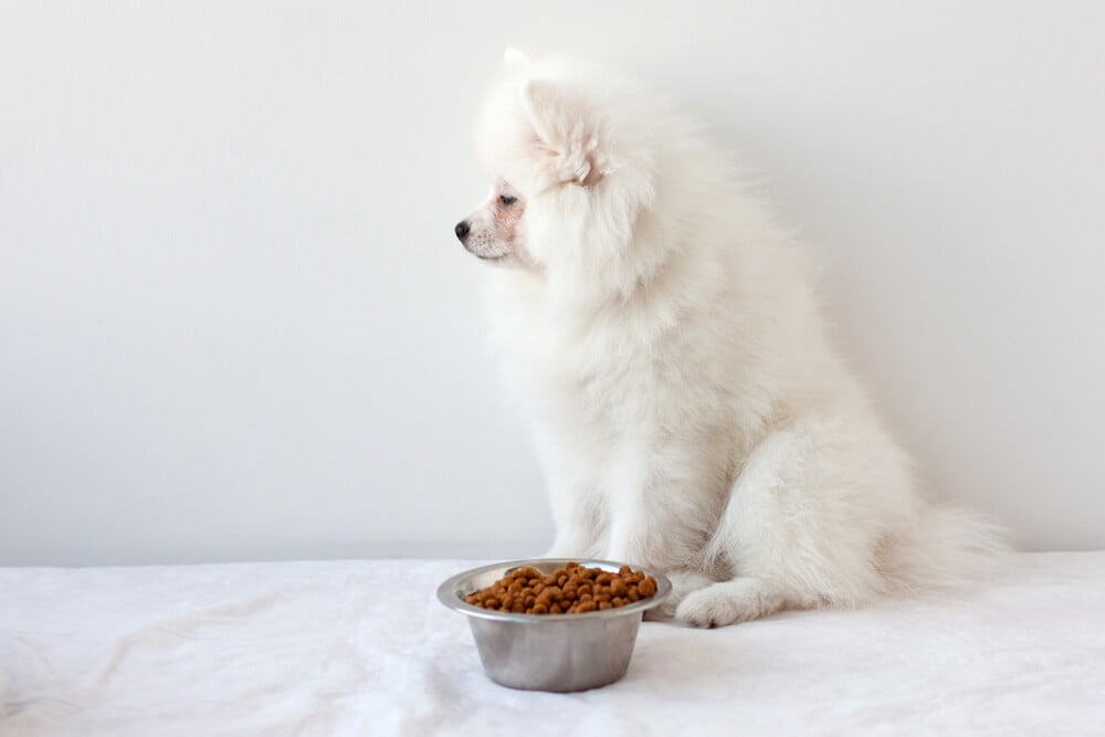 When a Dog Stops Eating How Long before They Die
