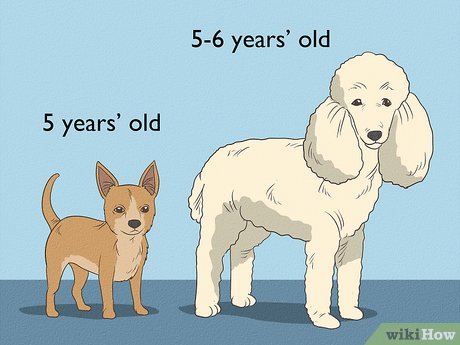 When is a Female Dog Too Old to Breed