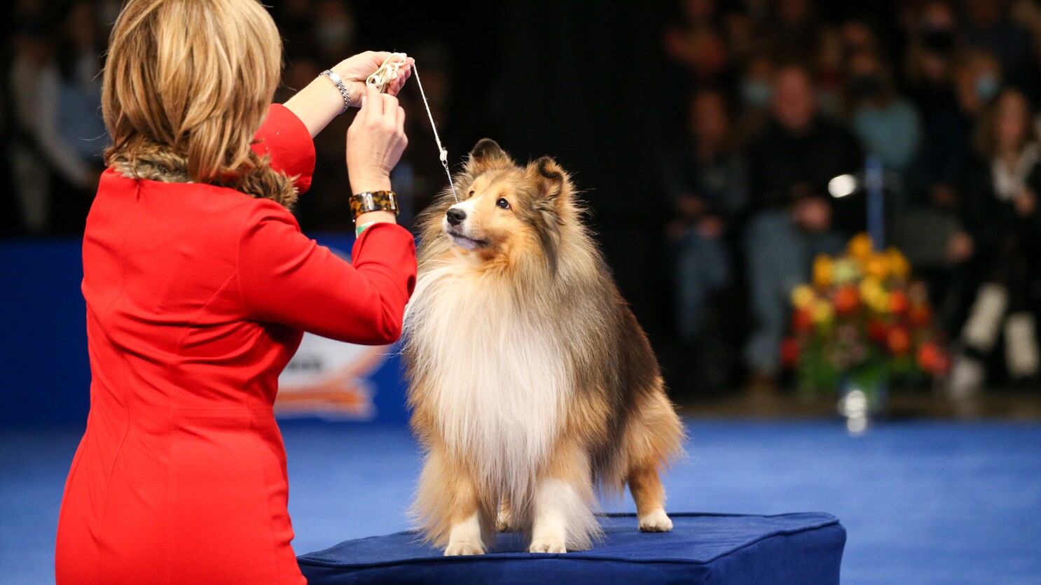 Unleashing the Best Dog Show Breeds A Pawsome Guide