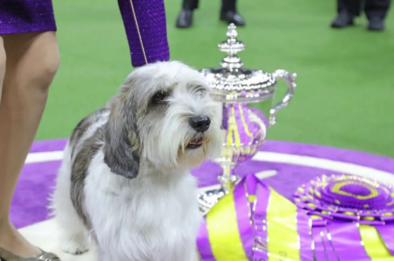 Unveiling the Top Westminster Dog Show Winners of 2025 Dog Show TV