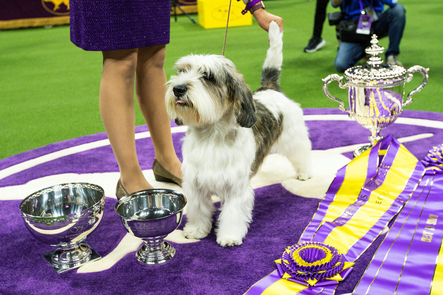 Unveiling the Westminster Dog Show Winner 2025 A Pawsome Victory!