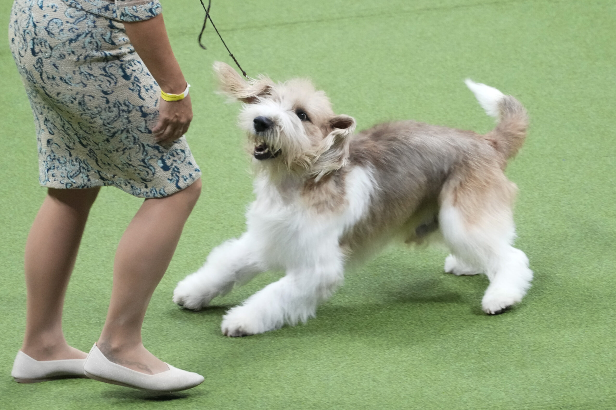 Buddy Holly Takes the Stage A Look Ahead to Westminster Dog Show 2025