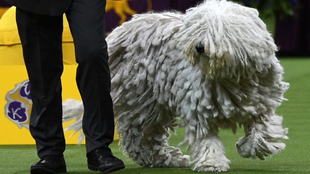 Dogs Shine at the Westminster Dog Show A Highlight Reel of Westminster